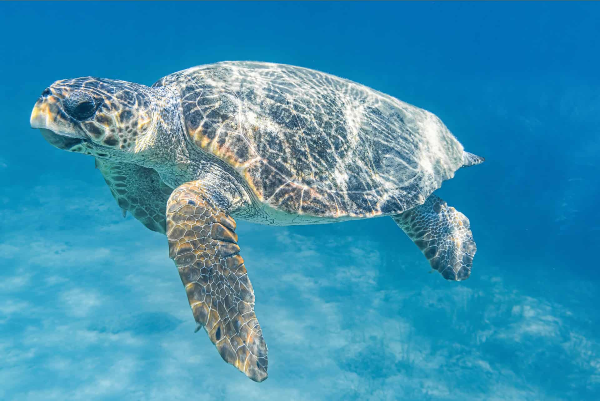 tortue caretta caretta tortue caretta caretta