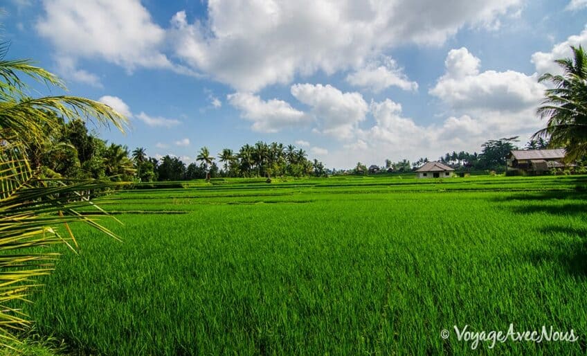 rizieres-ubud-bali