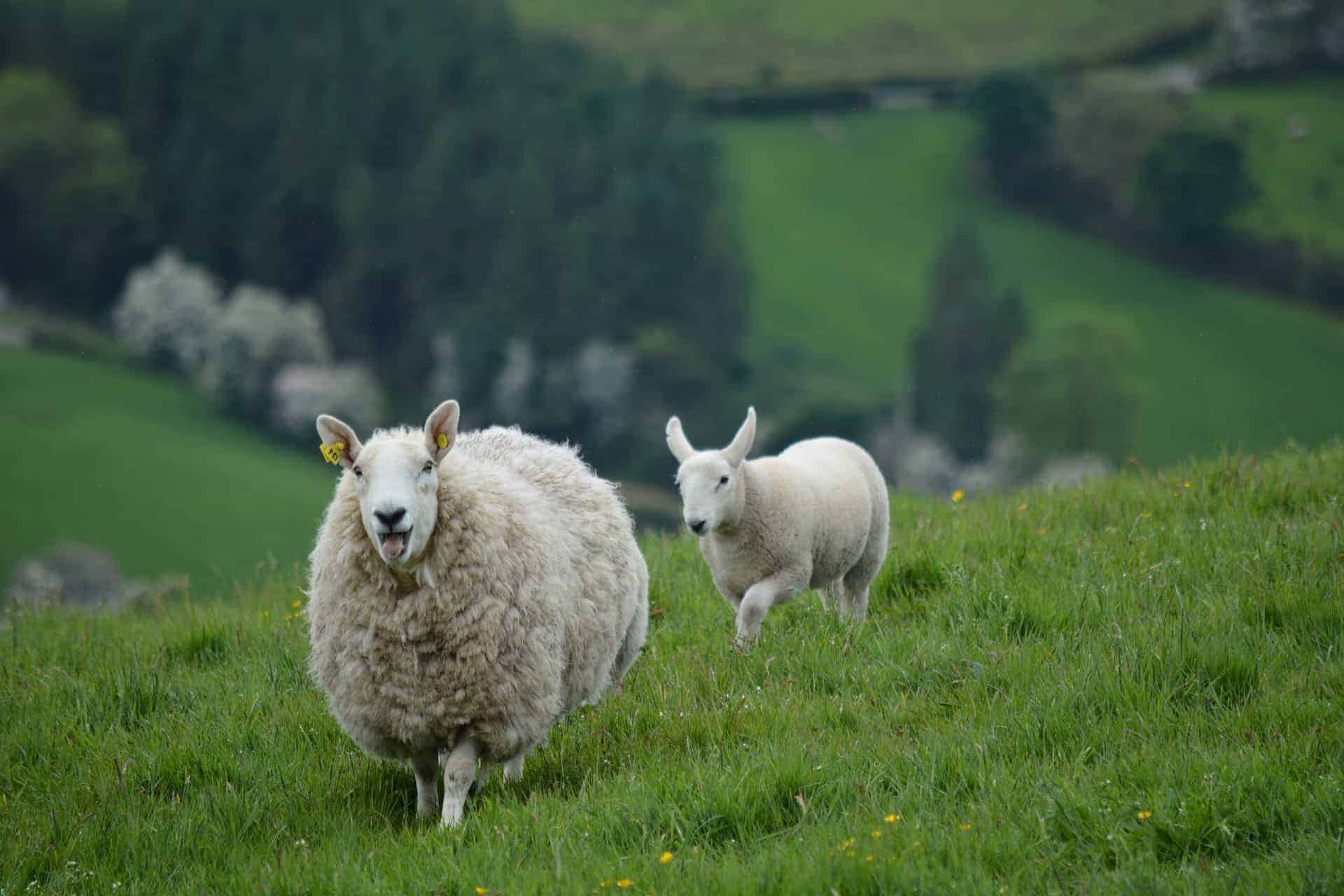 decouvrir irlande en camping car