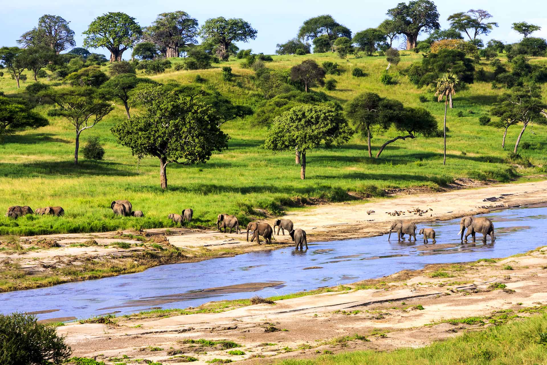 meilleur parc pour safari tanzanie