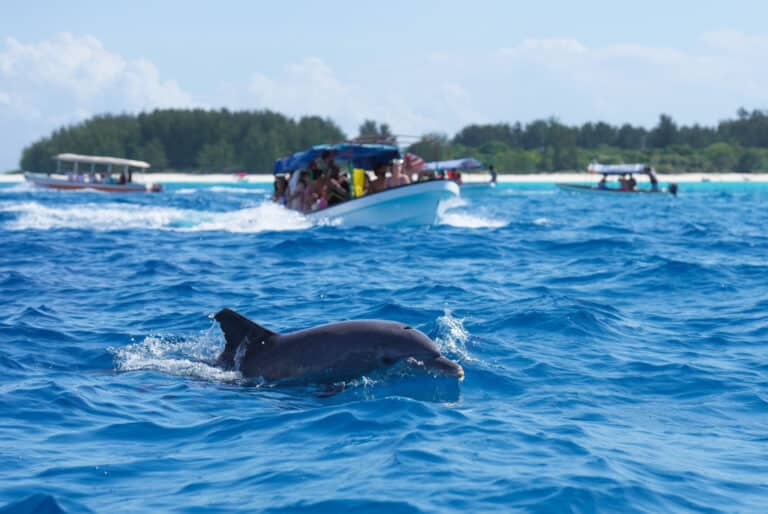 Croisière île de Mnemba et nage avec les dauphins