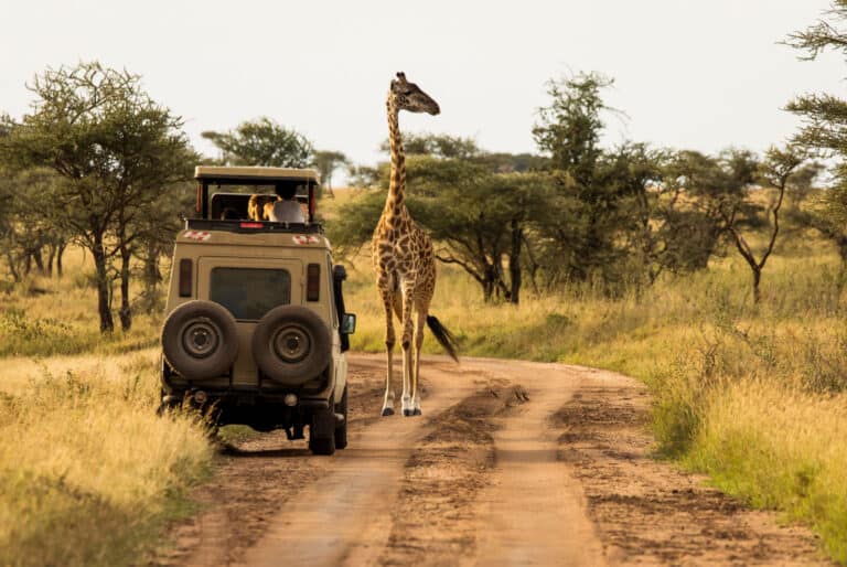 Safari au Serengeti et au Ngorongoro