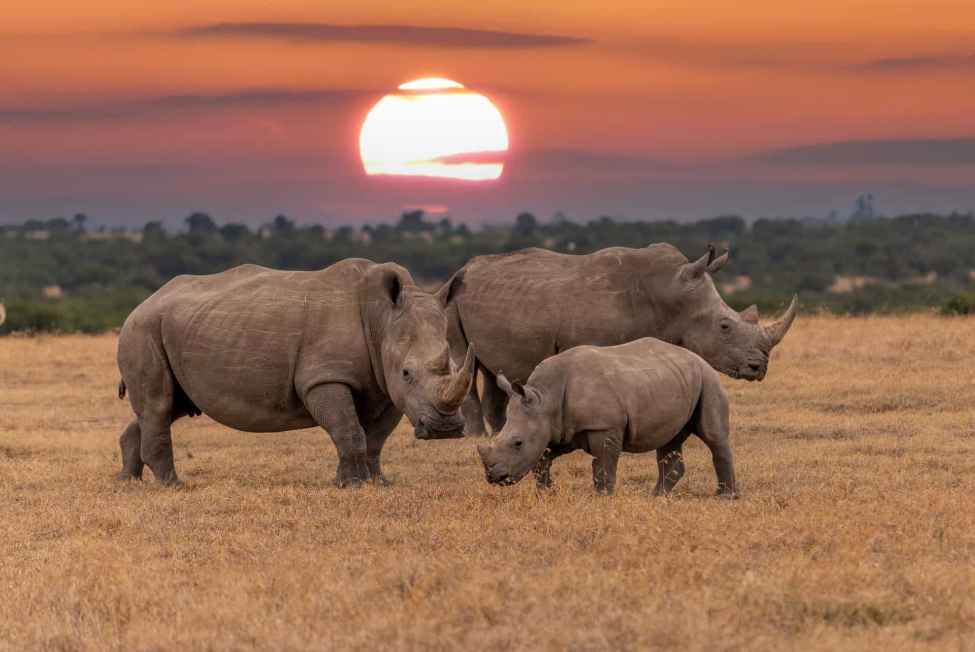 rhinoceros au kenya