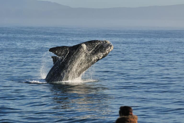 Observation des baleines à Hermanus