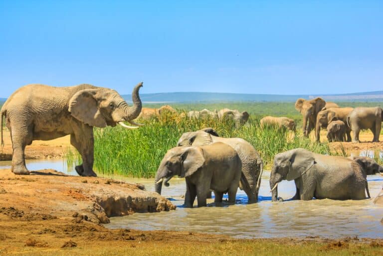 Safari d'une journée au Parc national d'Addo