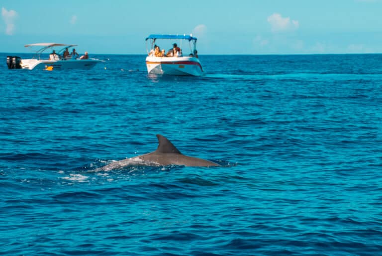 Nage avec les dauphins et observation des baleines