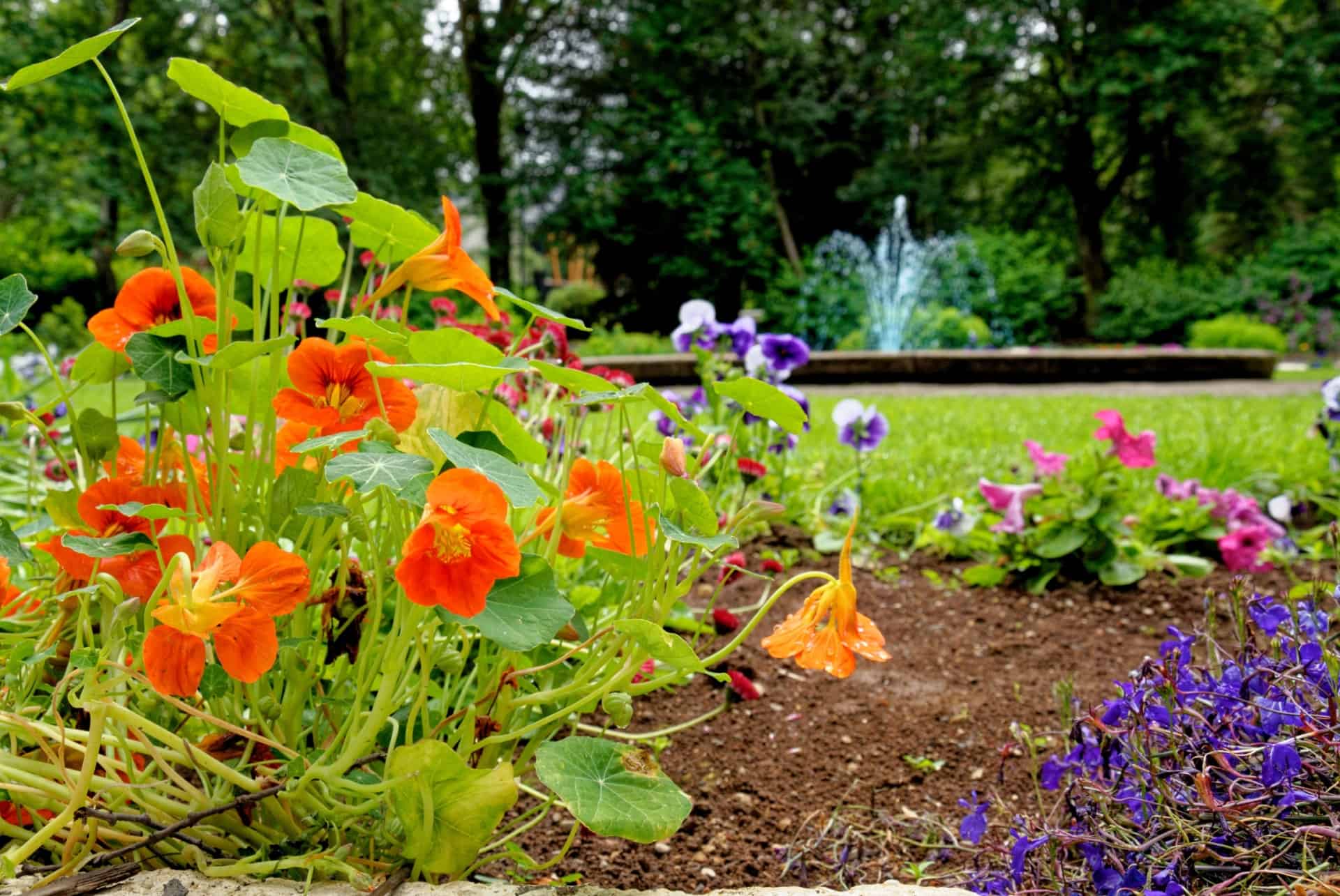 jardin botanique que faire akureyri