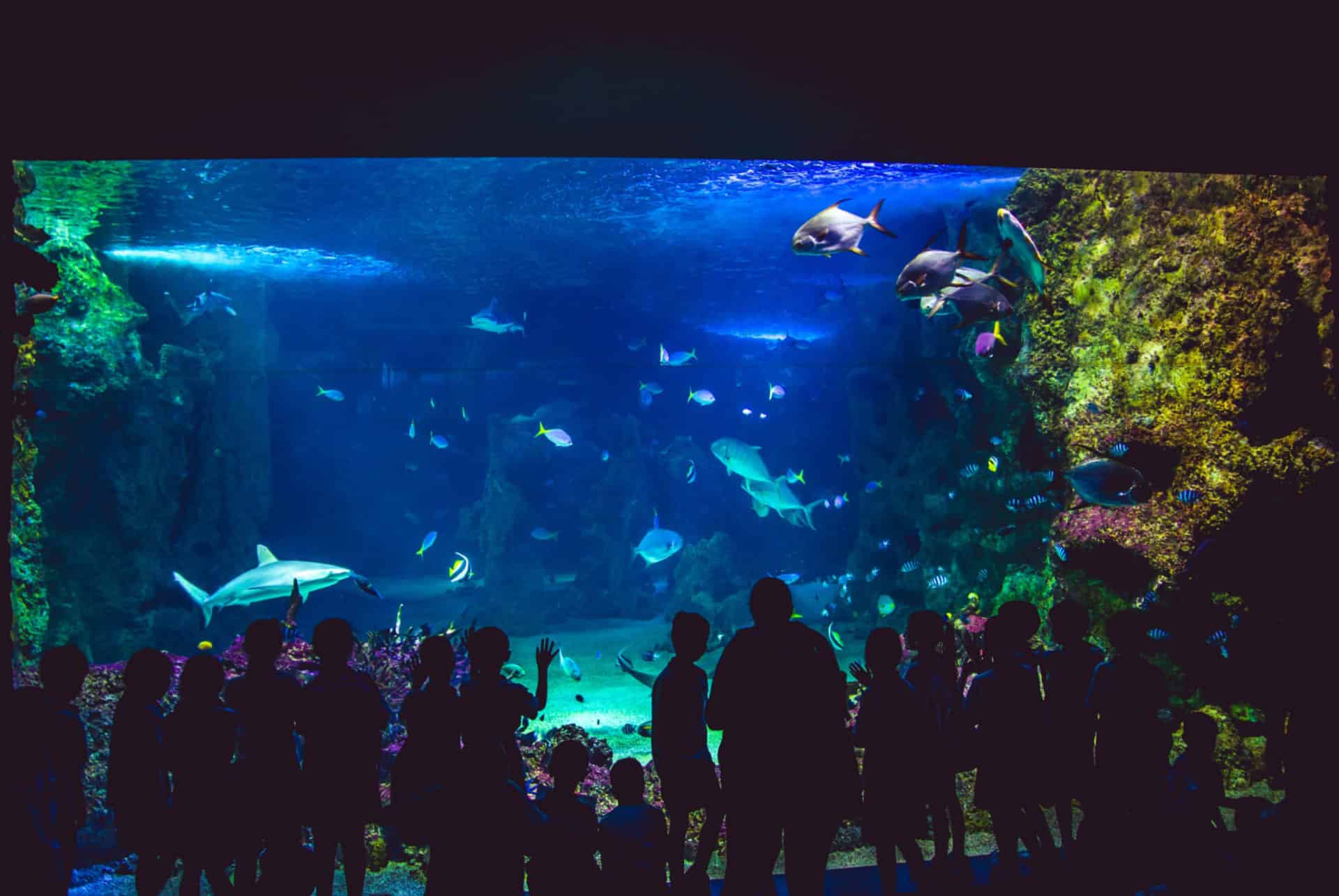 aquarium sea life sydney