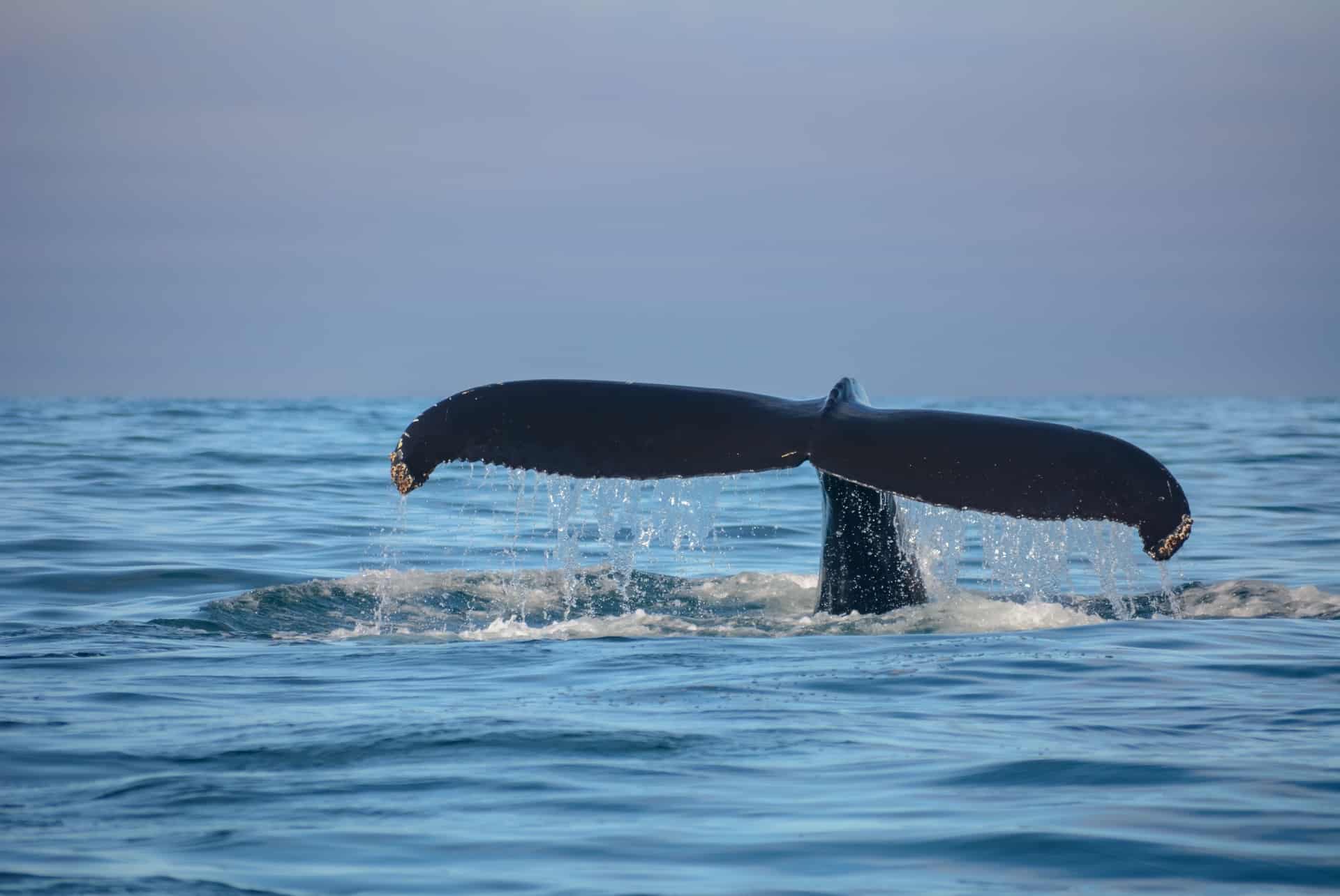 baleine akureyri