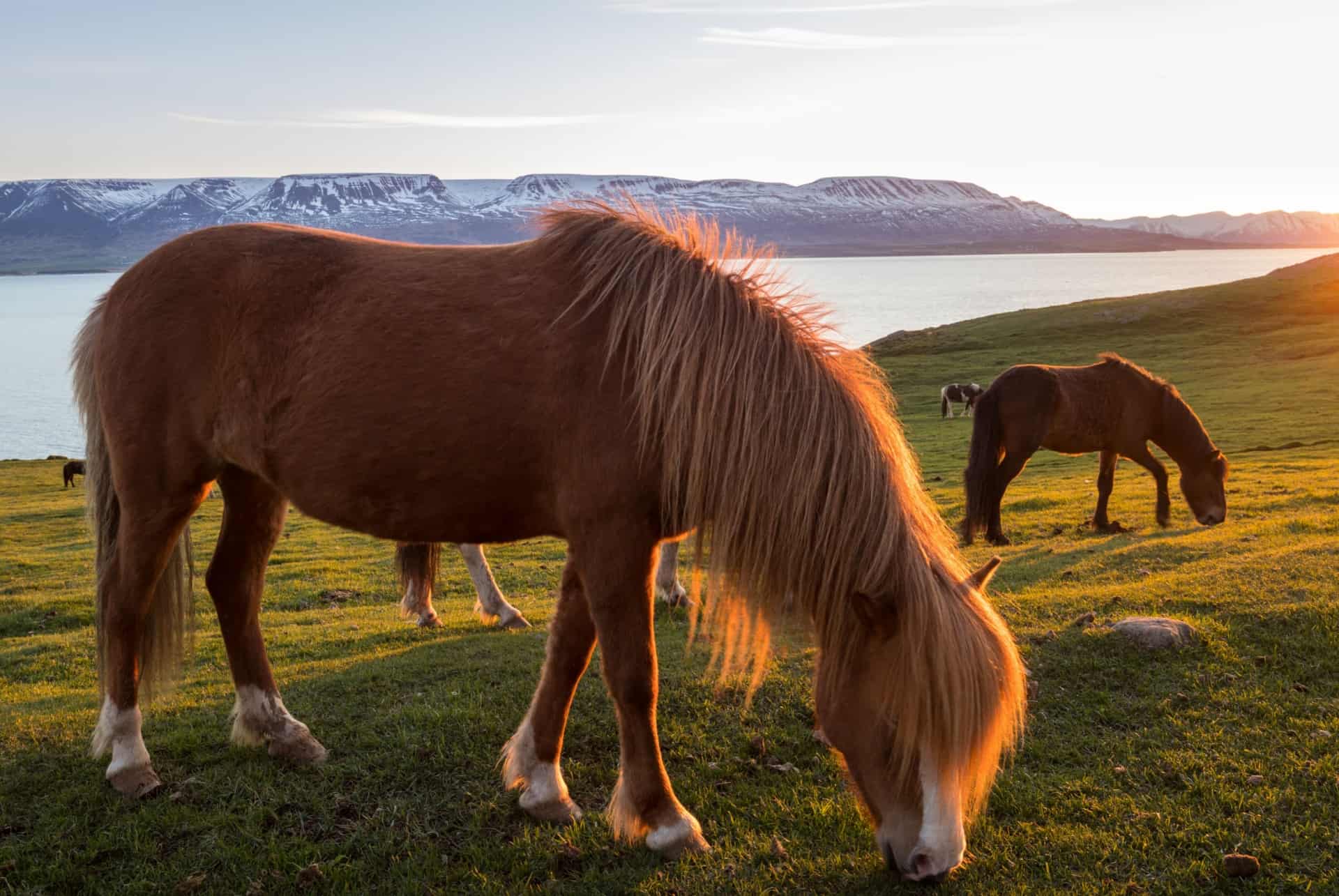 cheval a akureyri