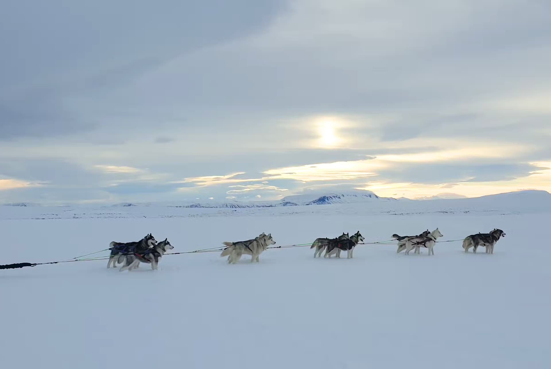 excursion chiens de traineaux akureyri