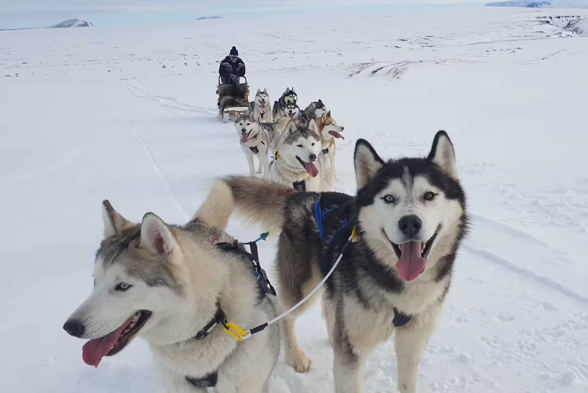 excursion chiens de traineaux myvatn