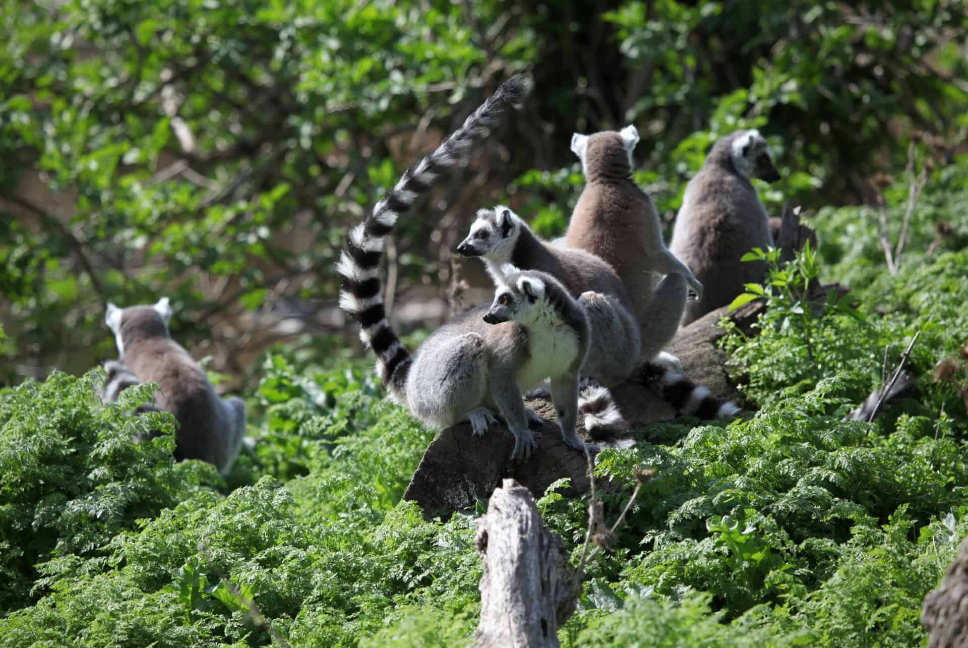 zoo de schonbrunn vienne