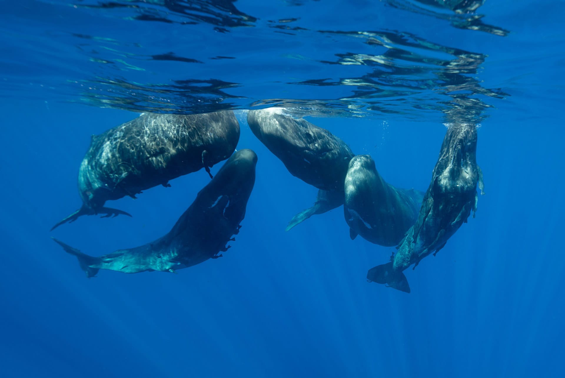 baleines maurice aout