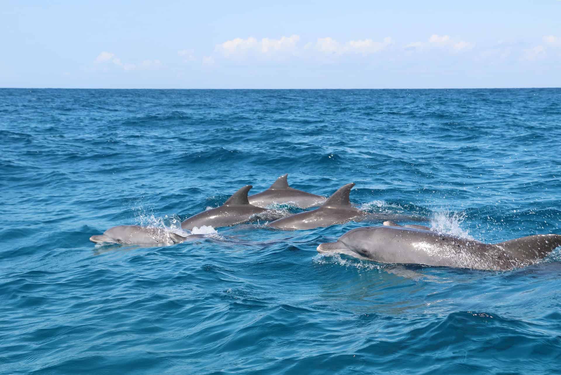 kizimkazi dauphins