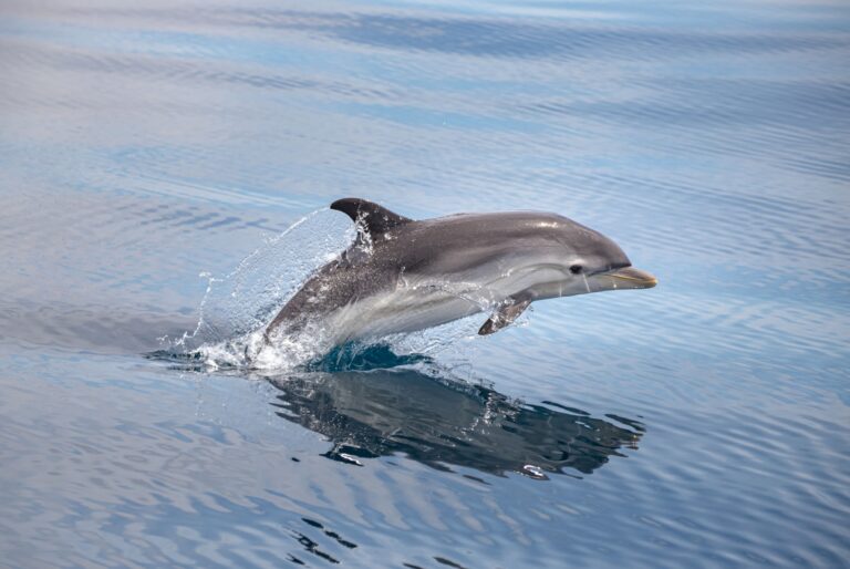 Croisière d’observation des dauphins à Olbia