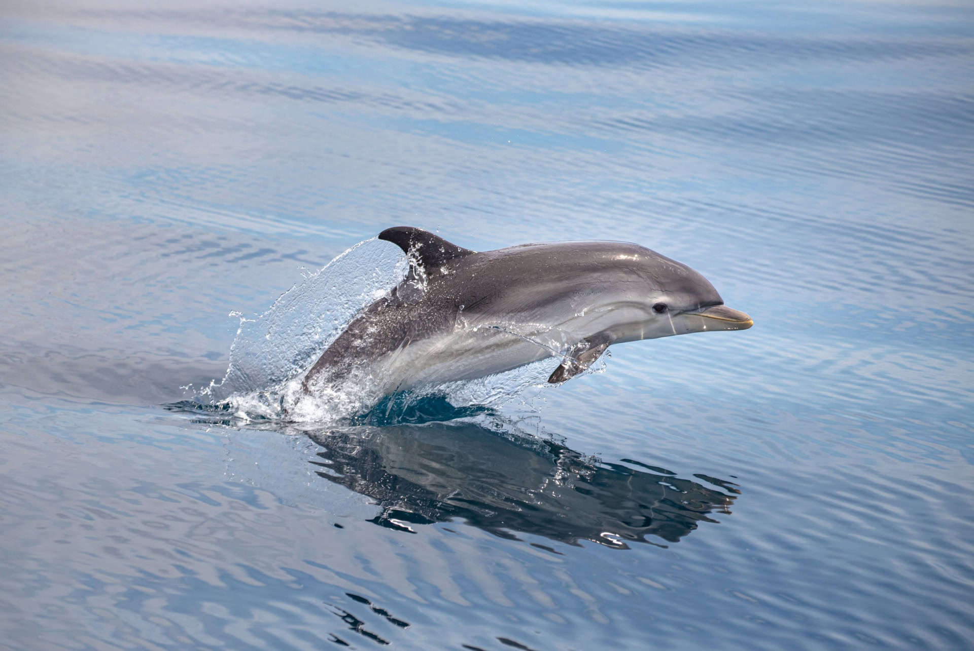 dauphins en sardaigne