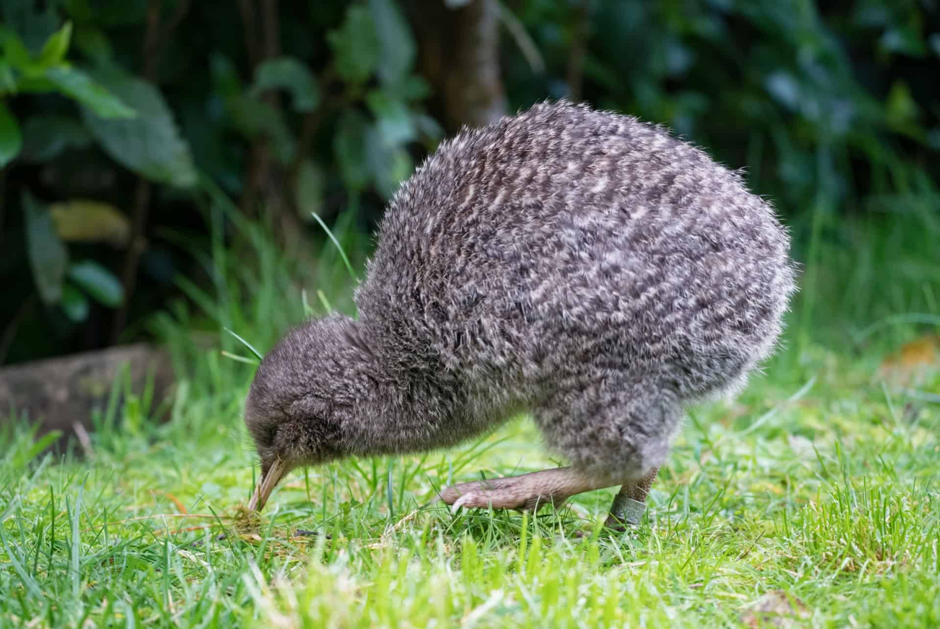 kiwi zealandia