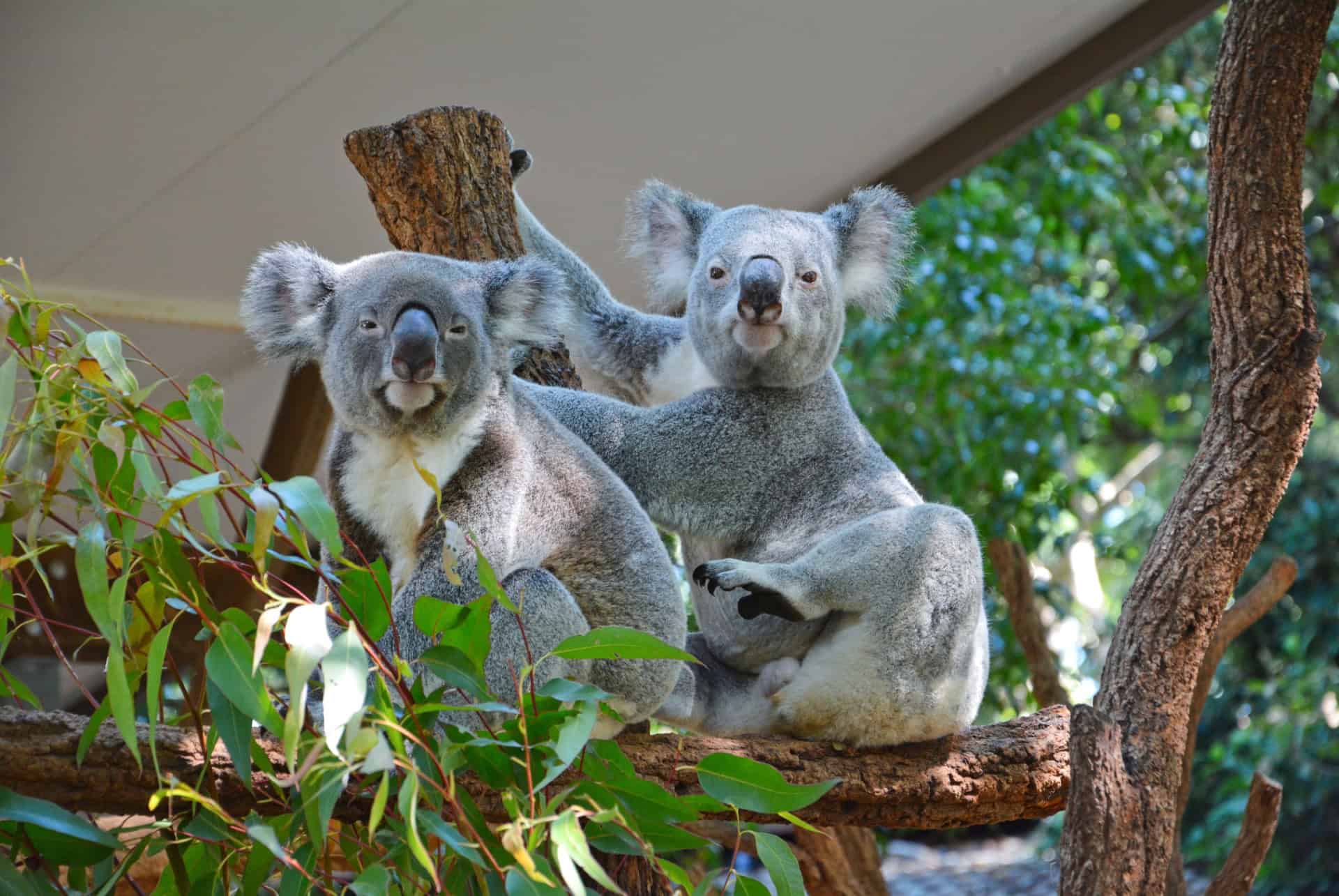 koala sanctuary park