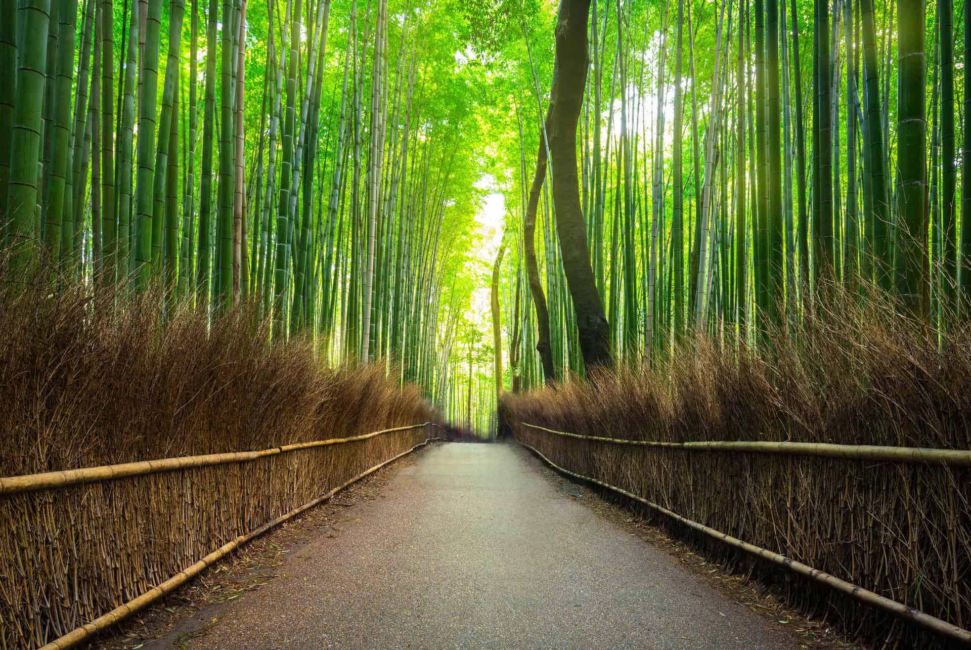 que faire a kyoto bambouseraie arashiyama