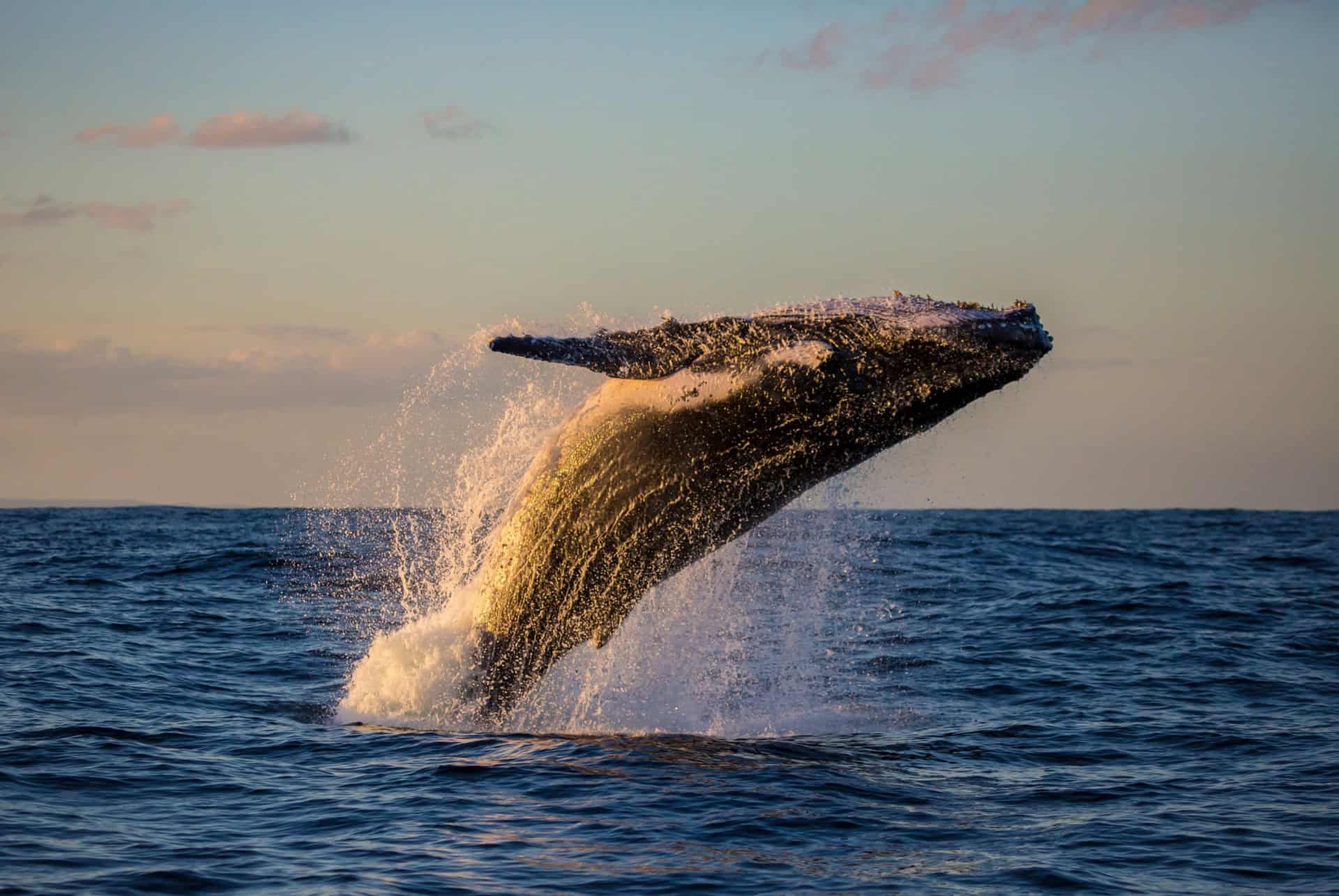 observation baleine sydney