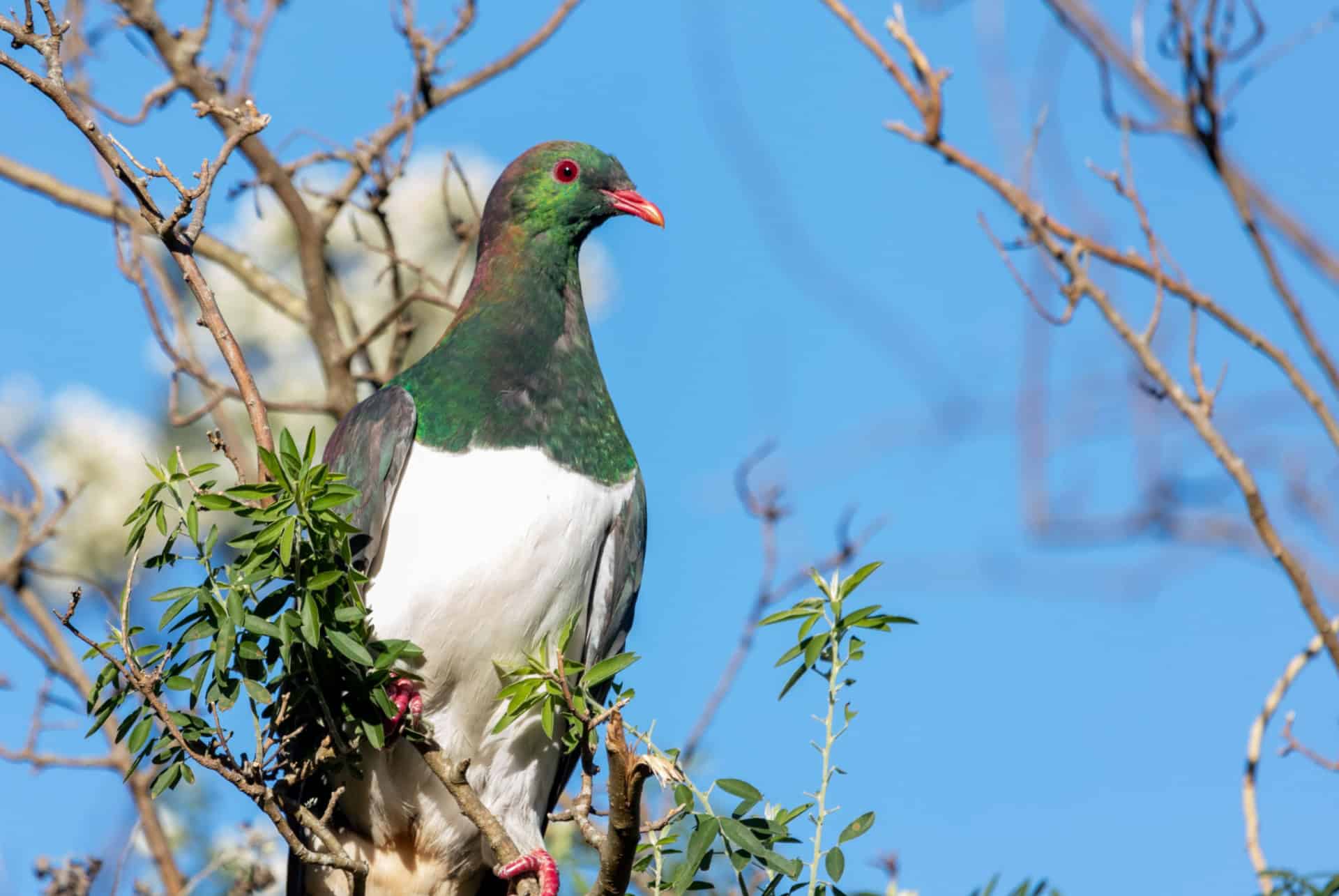 oiseau kereru