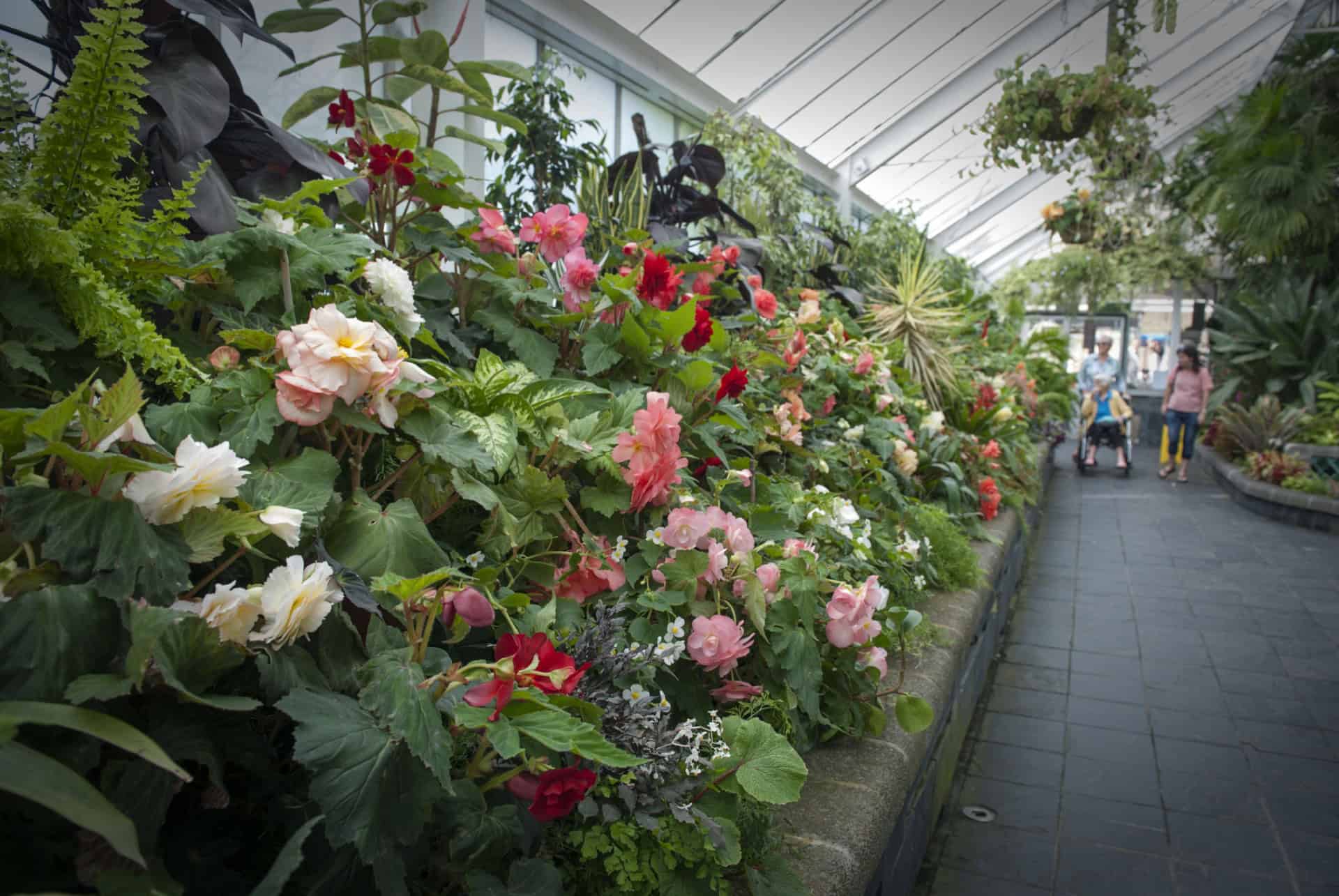 serre begonias jardin botanique wellington