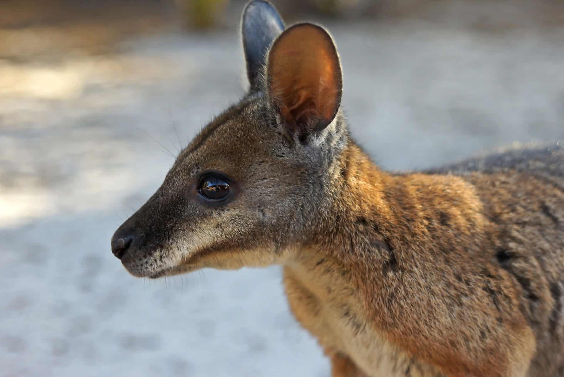 wallaby tammar kangaroo island