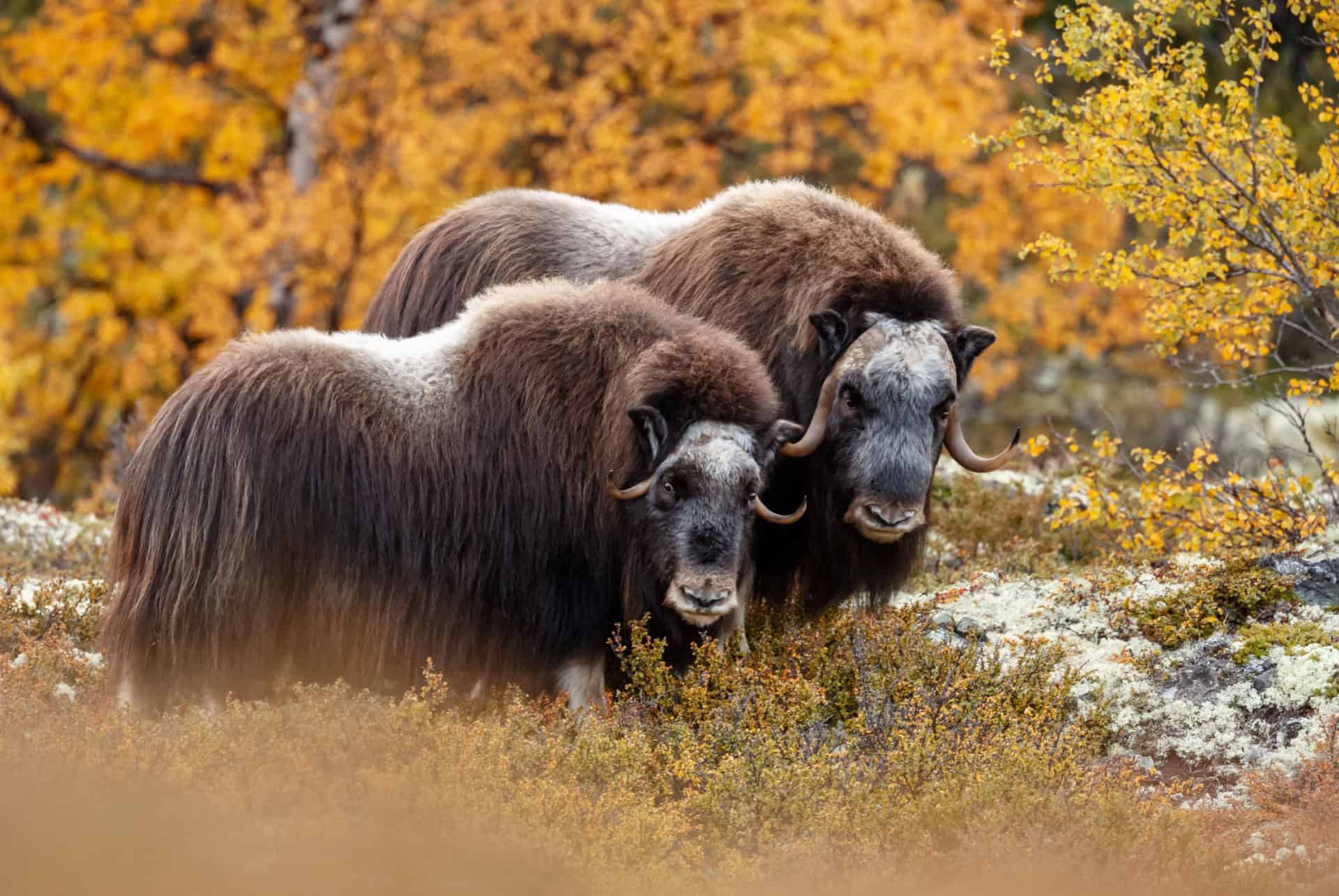 boeufs musques norvege