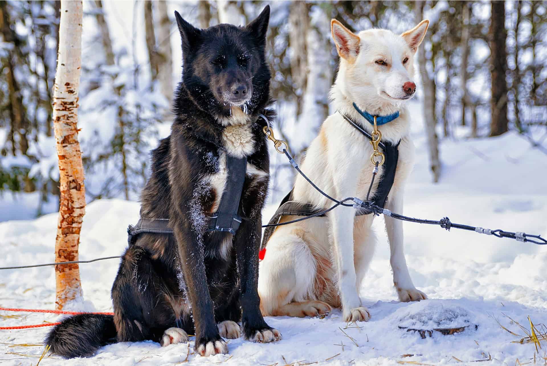 chiens de traineaux rovaniemi