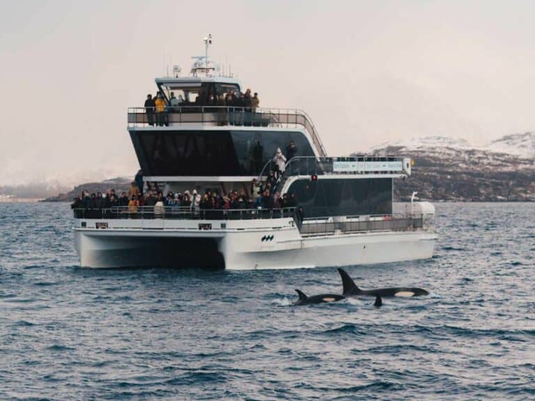 Observation des baleines en catamaran hybride-électrique depuis Tromsø