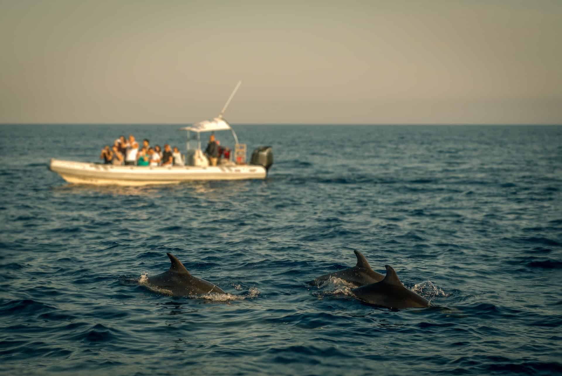 croisiere observation des dauphins majorque