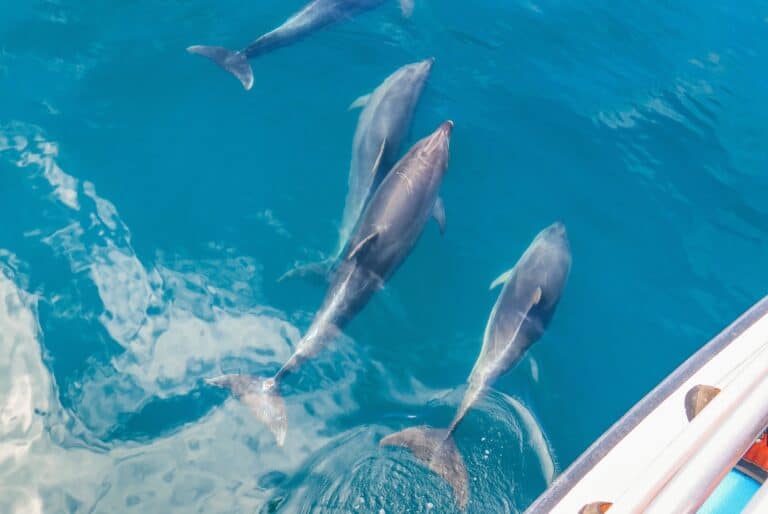 Croisière d'observation des dauphins et baleines