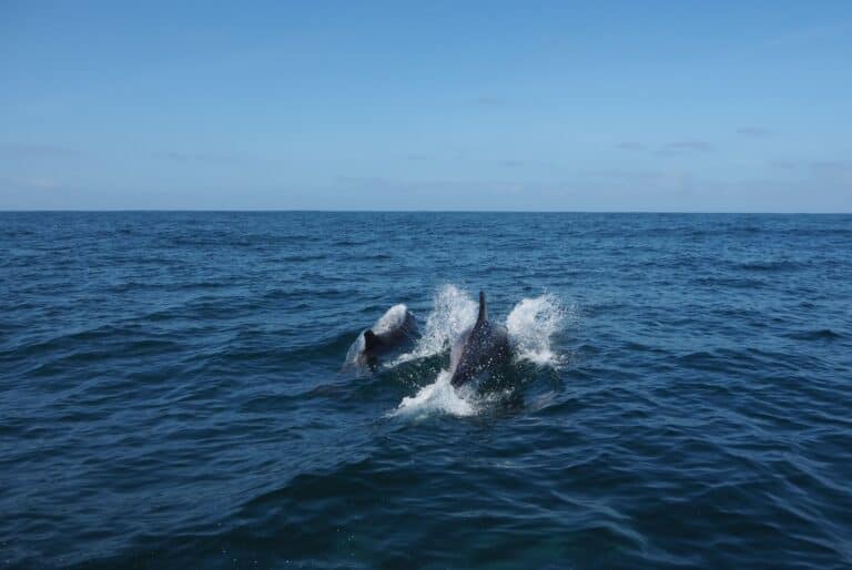 Croisière d'observation des dauphins