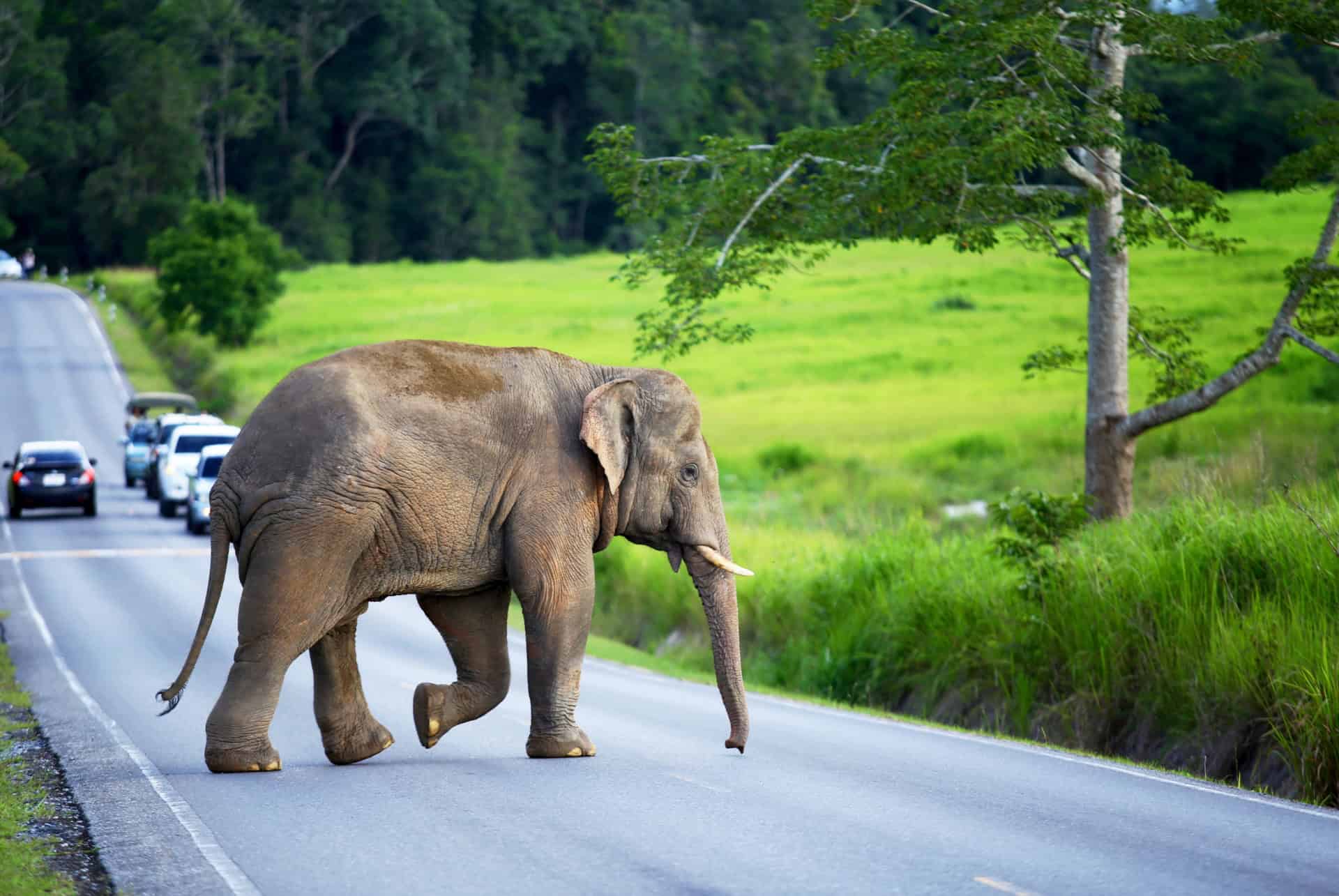 elephant traversant la route khao yai