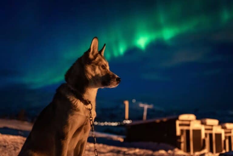 Visite de l'élevage de huskys sous les aurores boréales à Kvaløya depuis Tromsø