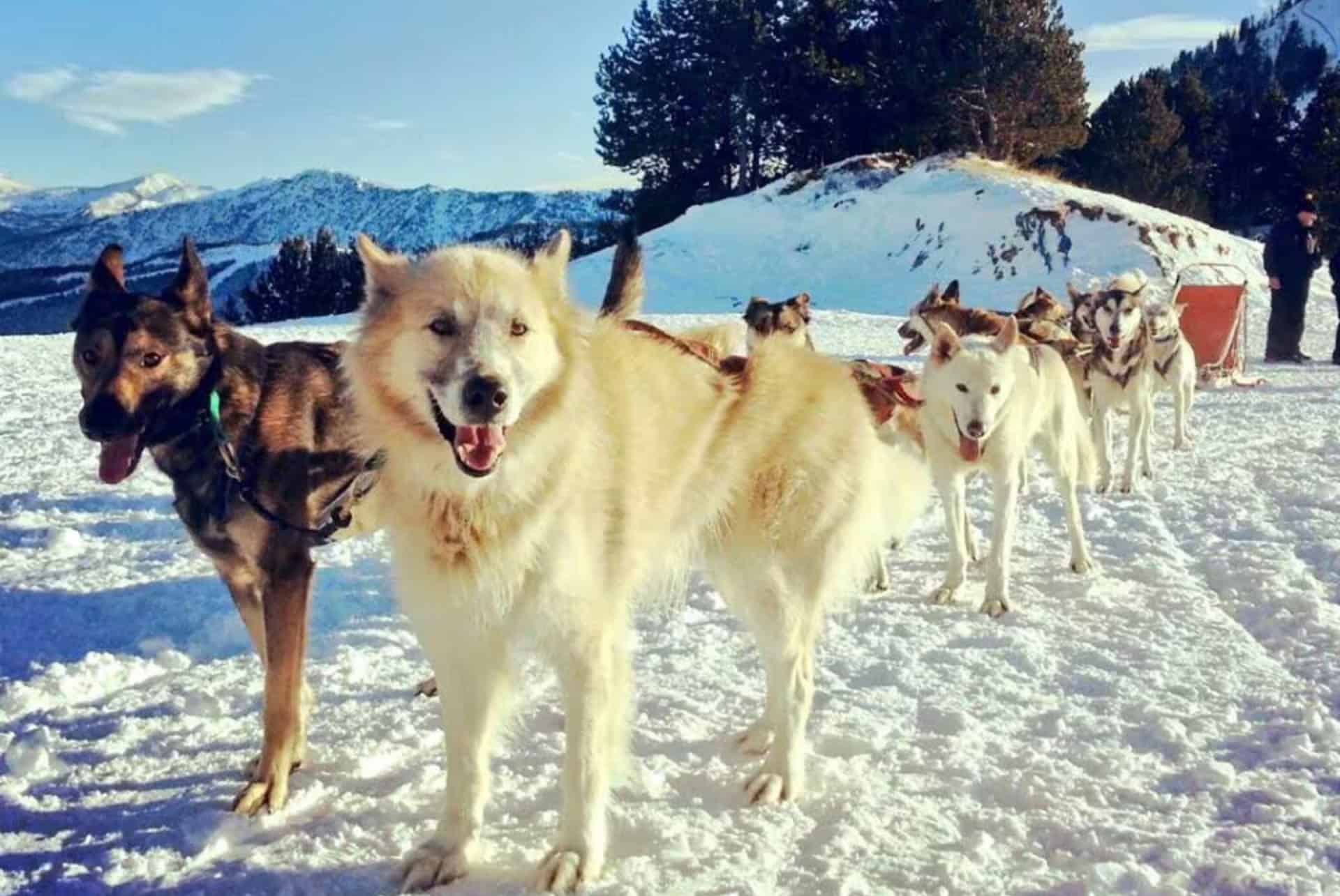 excursion chiens de traineaux andorre