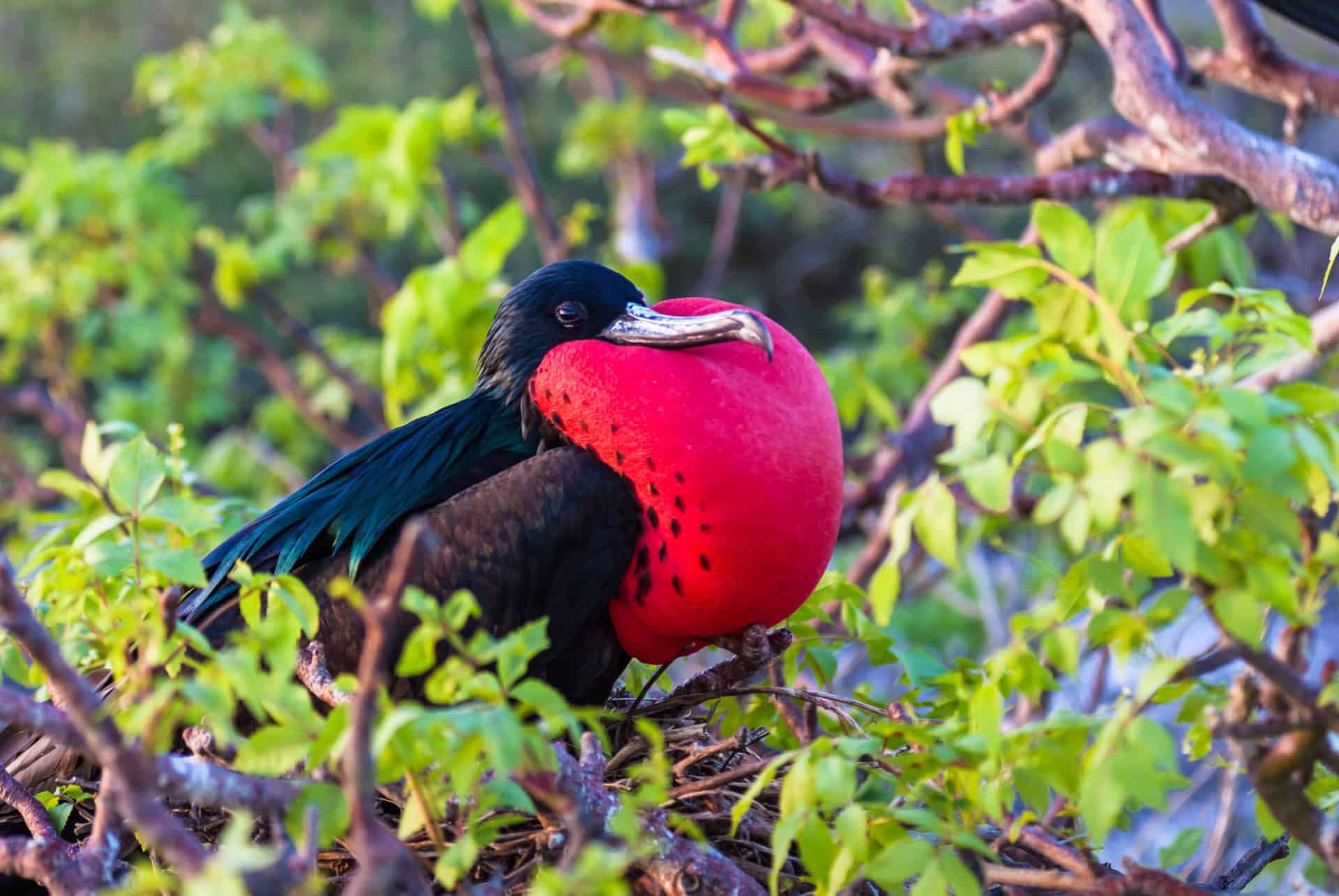 oiseau ile fregate