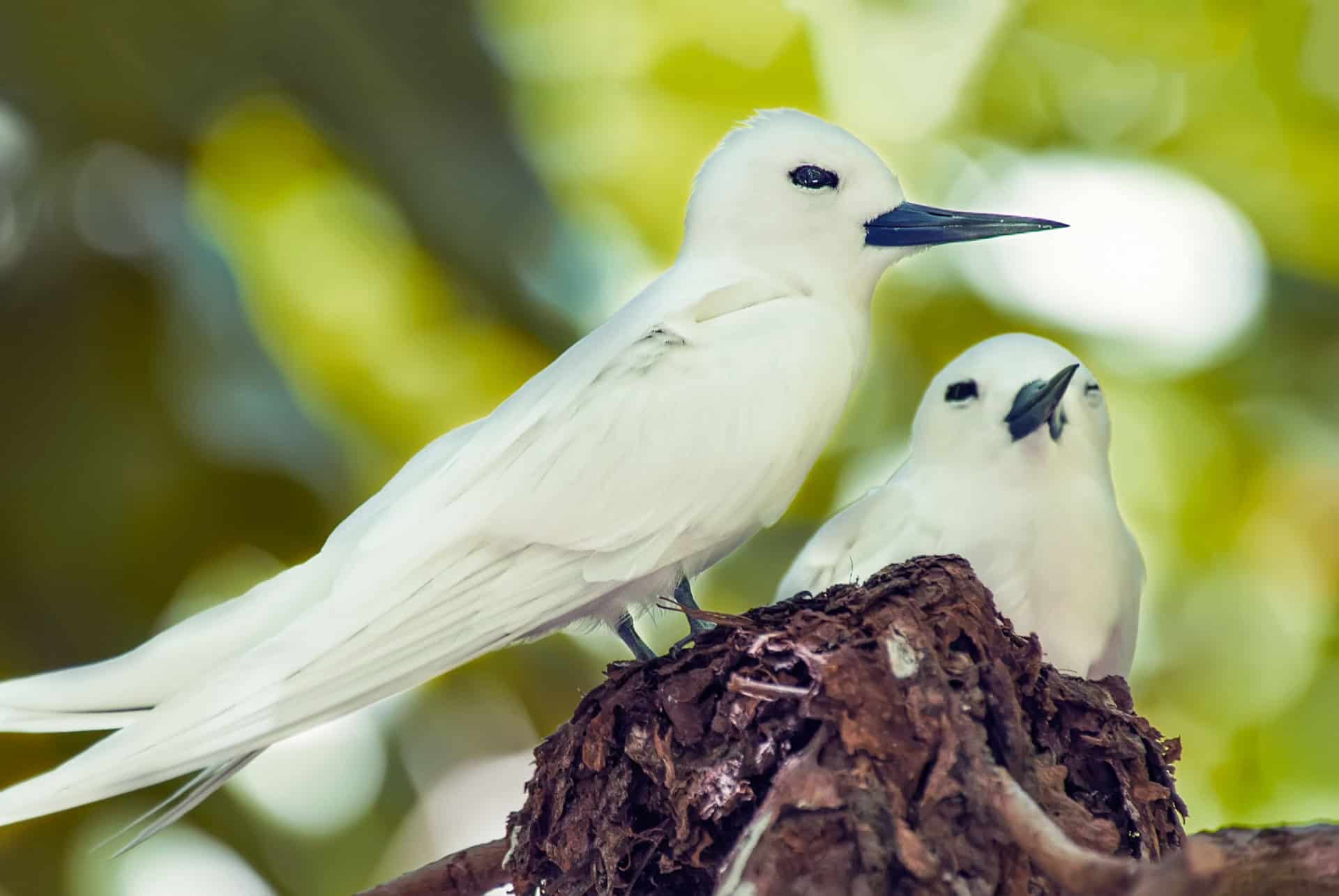 oiseaux bird island