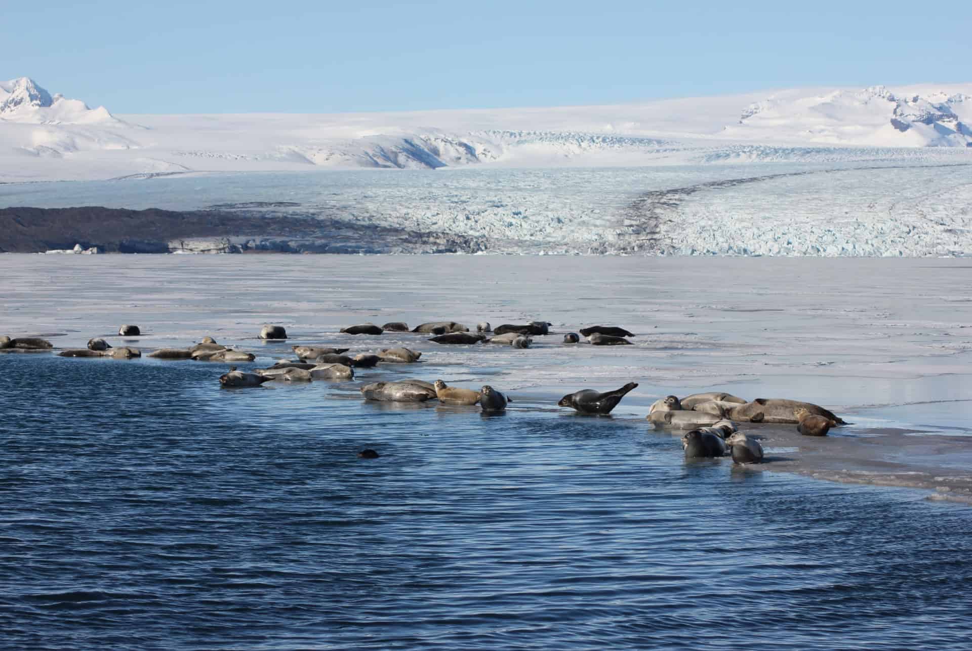 phoques lagune gelee jokulsarlon visiter glaciers islande