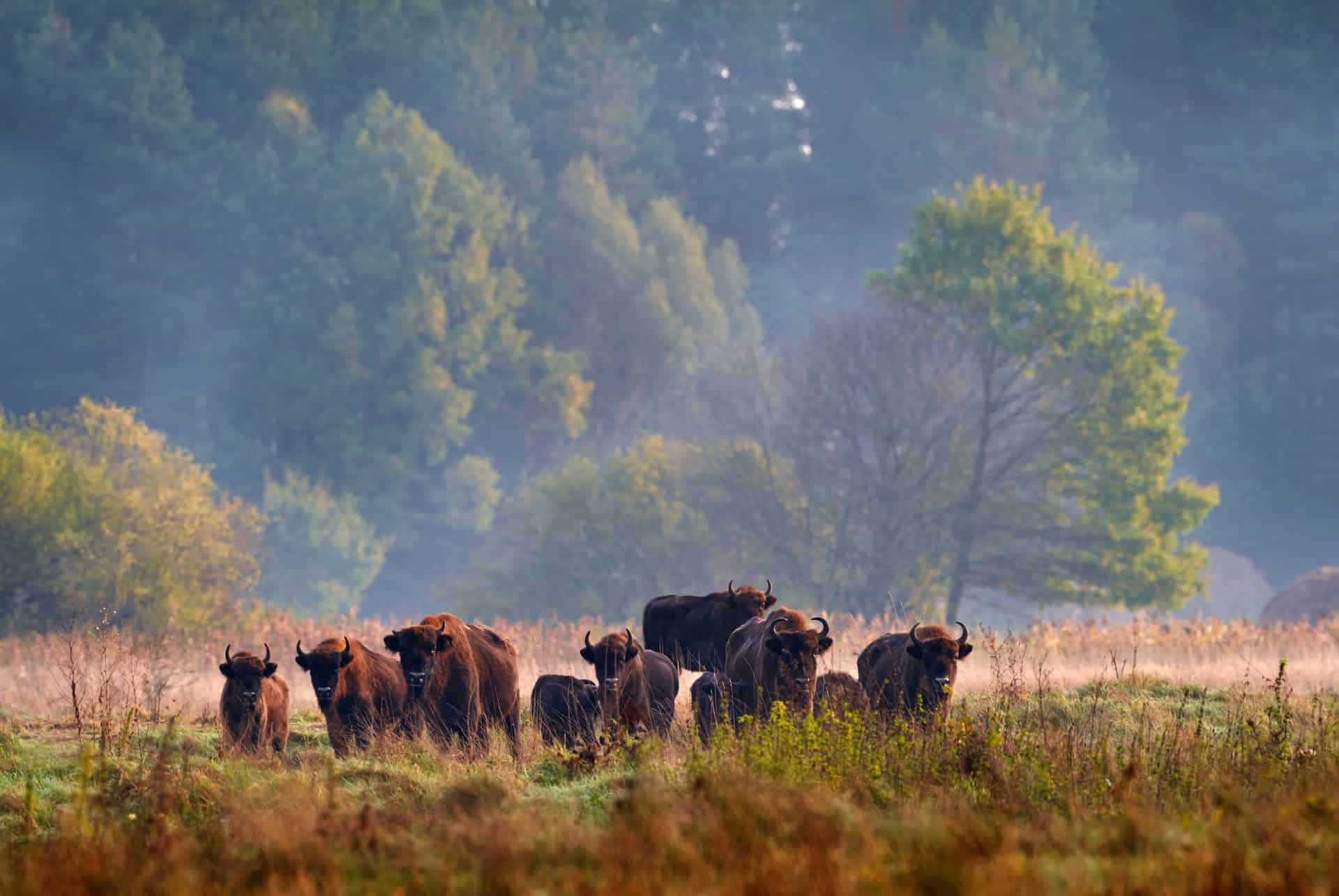 que faire en pologne bialowieza