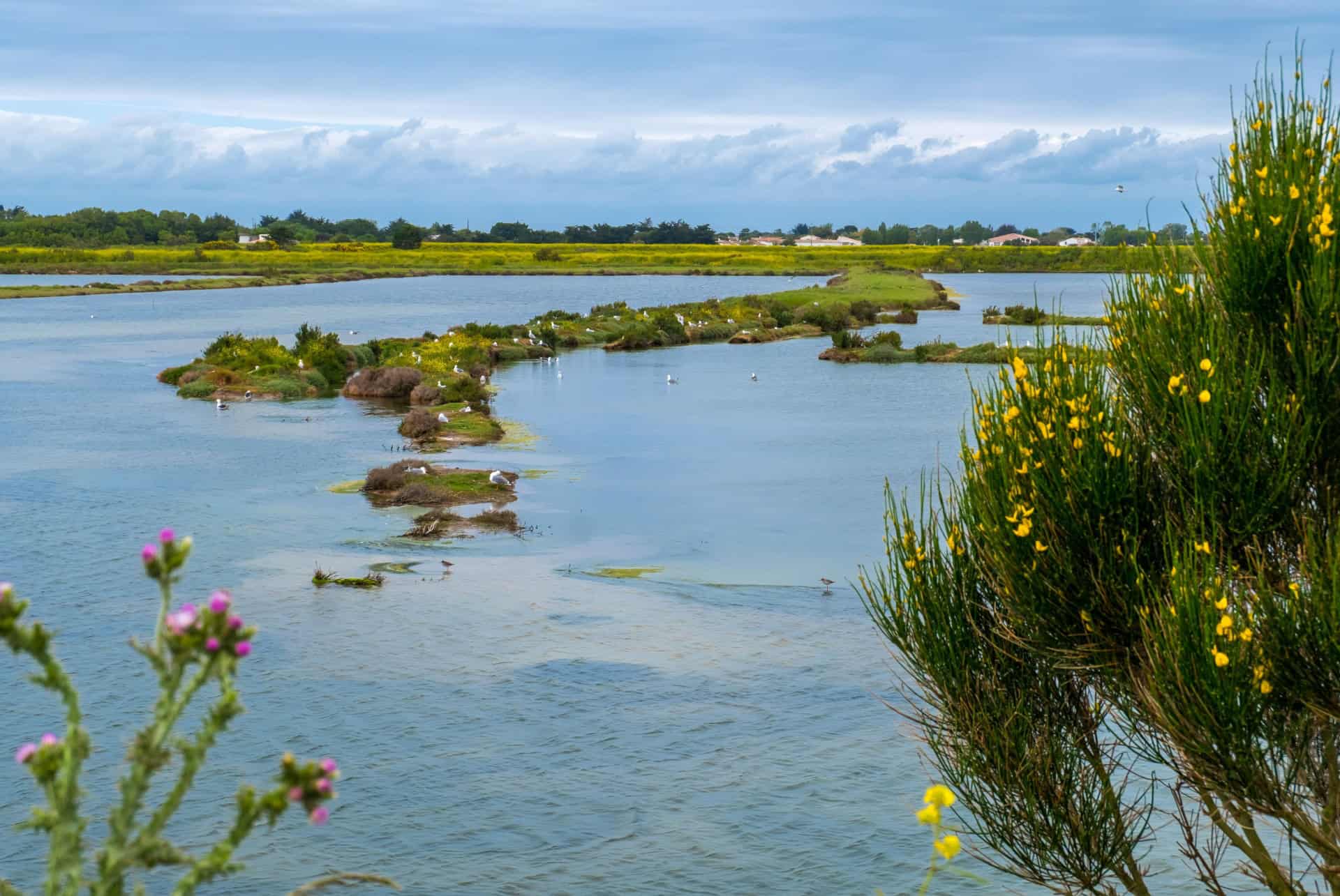 reserve naturelle nationale de lilleau des niges visiter ile de re