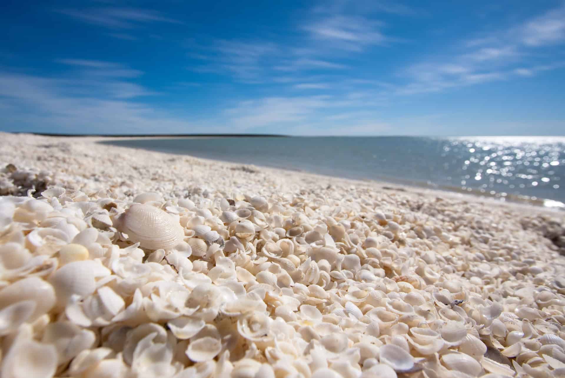 shell beach shark bay