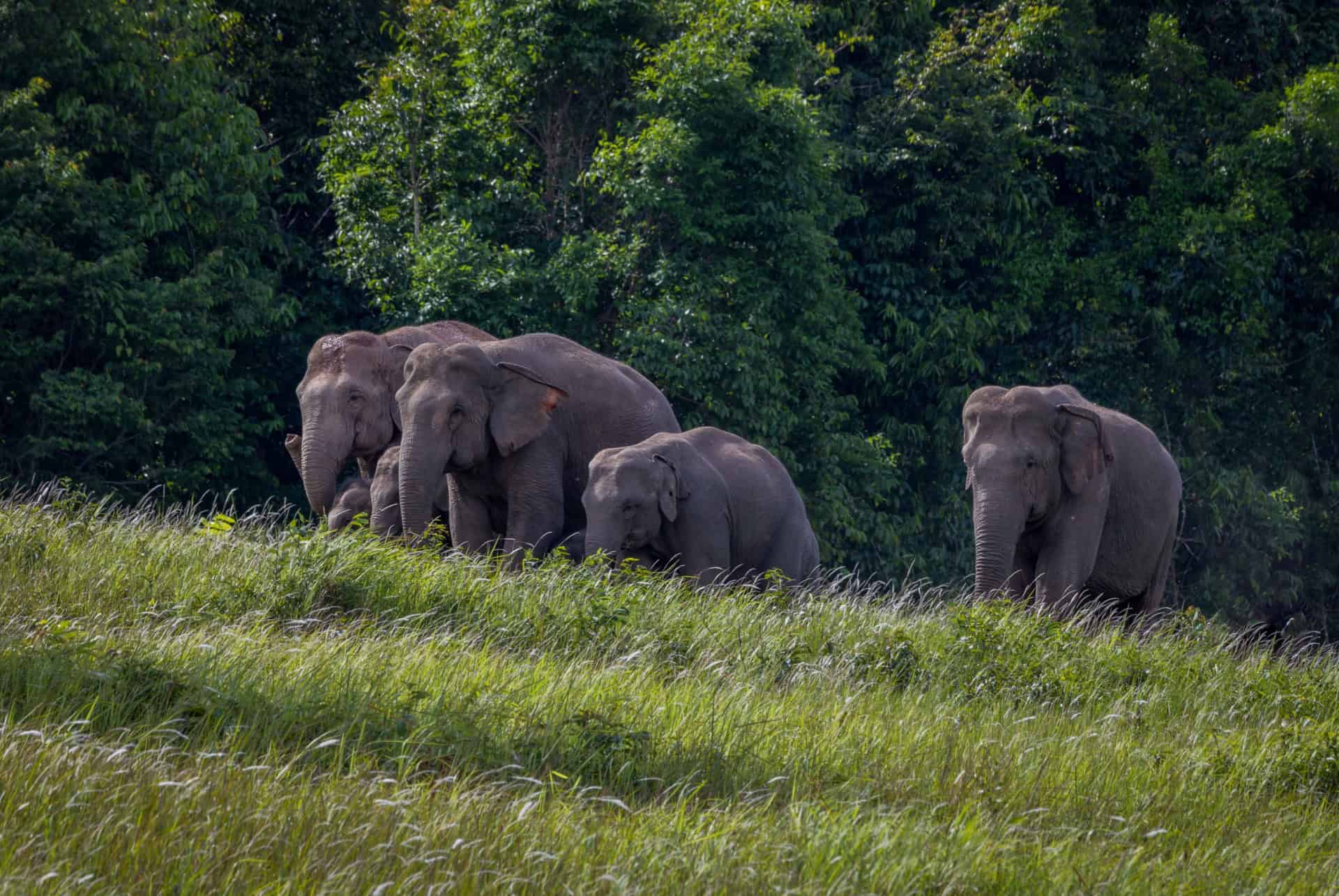 thailande en aout reserve naturelle khao yai