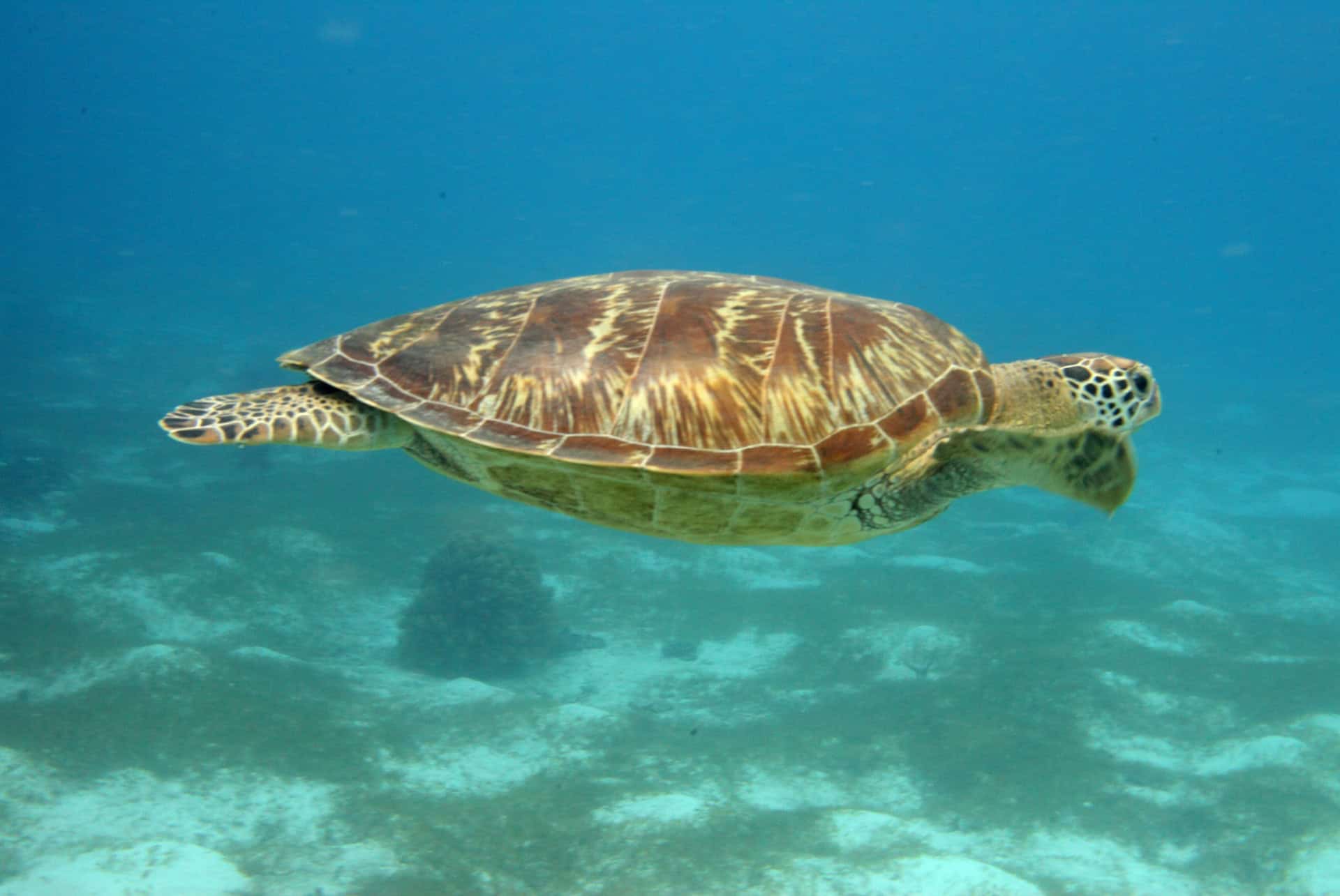 tortue marine bohol philippines