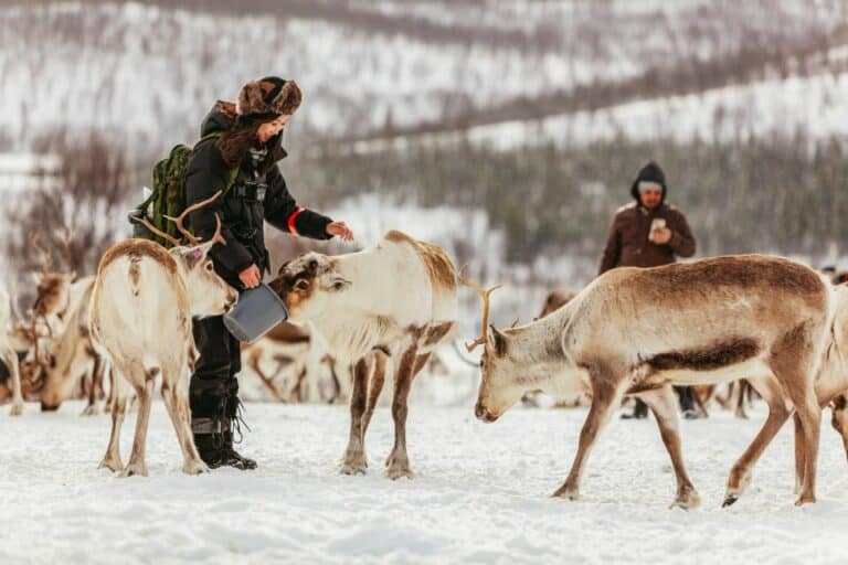 Traîneau et alimentation des rennes avec un guide sami depuis Tromsø