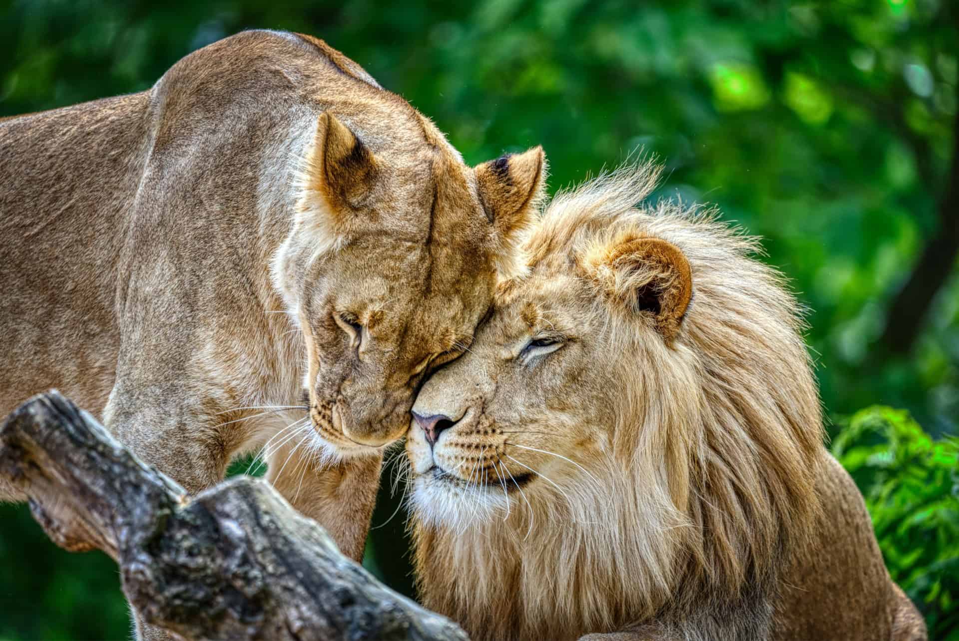 zoo de berlin