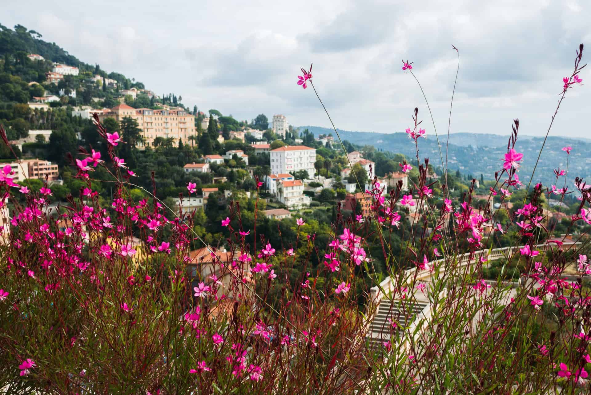 Champs fleurs Grasse