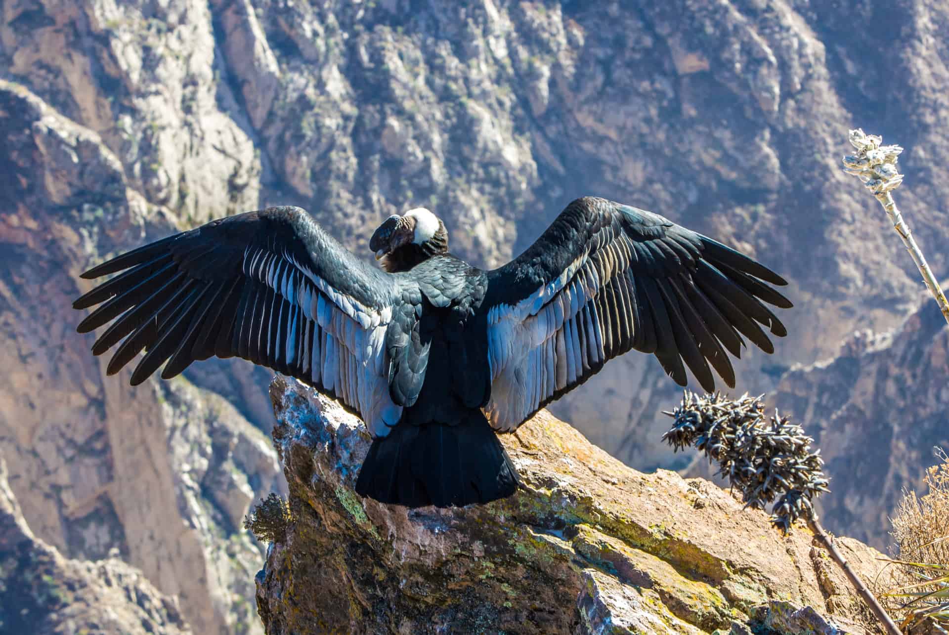 condor des andes road trip pérou