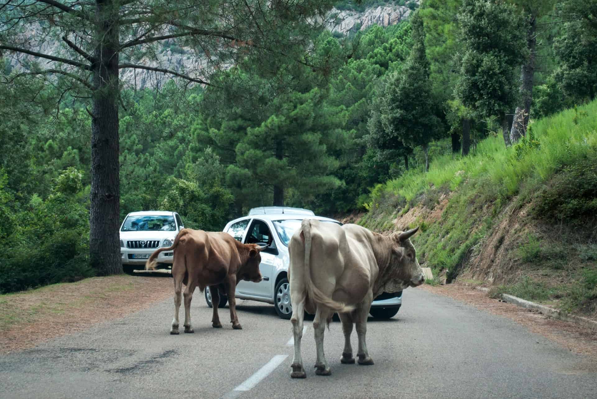 conduire location voiture en corse